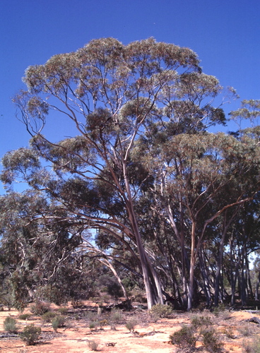 Eucalyptus vittata D.Nicolle