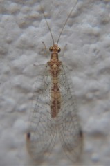 Eremochrysa