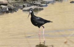 Himantopus novaezelandiae