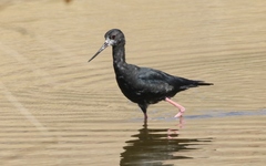 Himantopus novaezelandiae