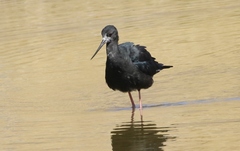 Himantopus novaezelandiae