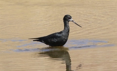 Himantopus novaezelandiae