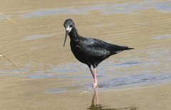 Himantopus novaezelandiae