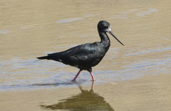 Himantopus novaezelandiae