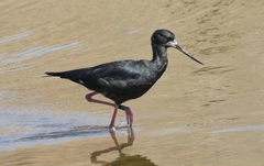 Himantopus novaezelandiae