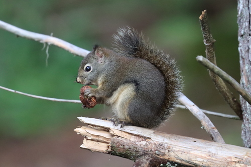 Douglas's Squirrel
