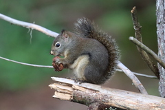 Douglas's Squirrel photo 1