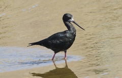 Himantopus novaezelandiae