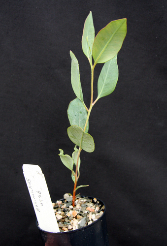 Eucalyptus assimilans