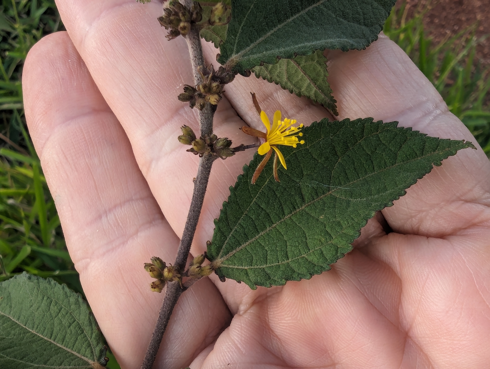Triumfetta semitriloba