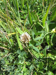 Trifolium longipes