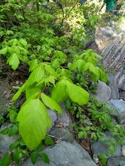 Acer negundo texanum