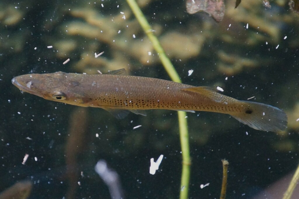 Pike Topminnow From Big Cypress, Fl, Usa On December 18, 2023 At 02:00 