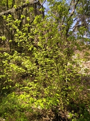 Acer negundo texanum