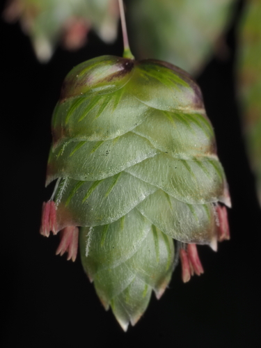 Briza maxima