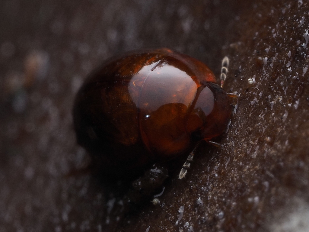 Adolopus