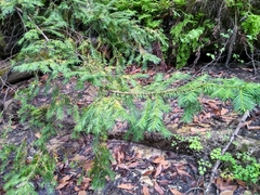 Taxus globosa