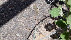 Aspidoscelis neomexicanus