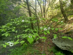 Cornus florida urbiniana