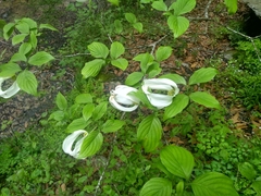 Cornus florida urbiniana