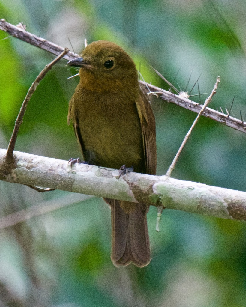 Northern Schiffornis photo