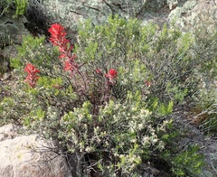 Castilleja linariifolia