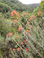Castilleja foliolosa