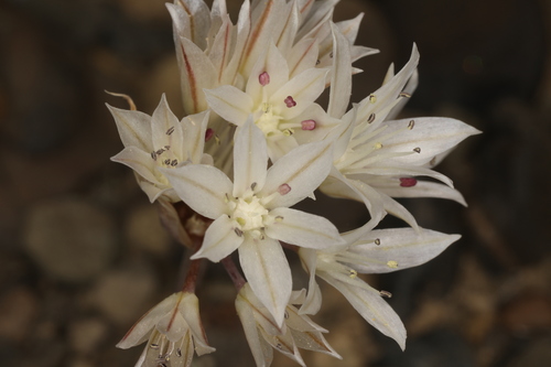 Image of Allium atrorubens by (c) Steve Matson, some rights reserved (CC BY)