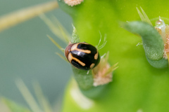 Hyperaspis trifurcata