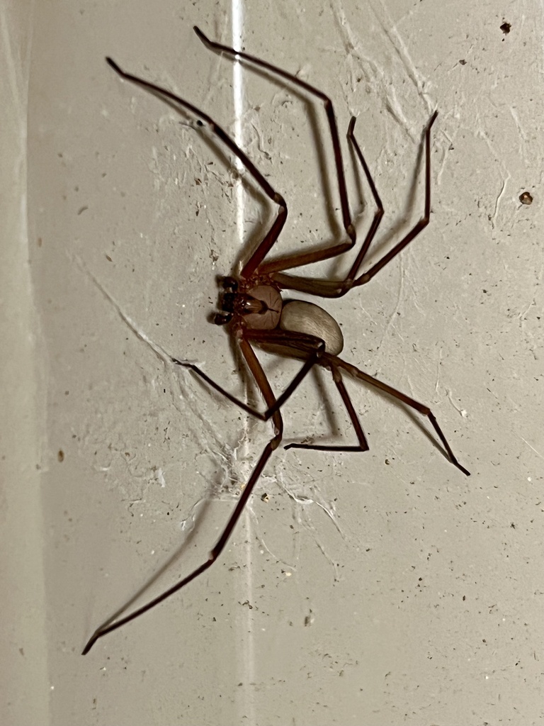 Brown Recluse from Petigap Rd, McMinnville, TN, US on December 24, 2023 ...