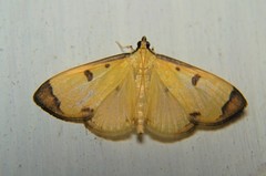 Uncobotyodes patulalis