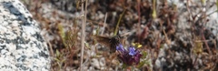 Erynnis propertius