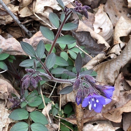 Polemonium reptans var. villosum
