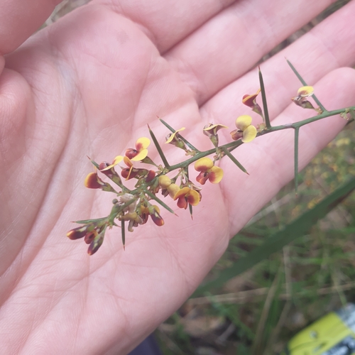 Image of Daviesia genistifolia by (c) Shelomi Doyle, some rights reserved (CC BY)