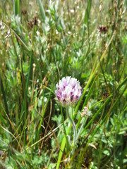 Trifolium grayi