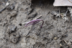 Cardamine concatenata