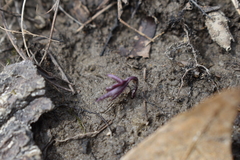 Cardamine concatenata