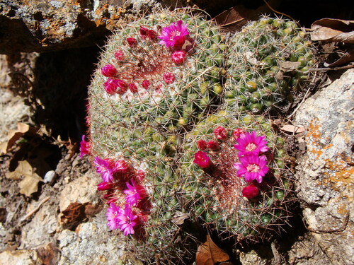 Image of Mammillaria standleyi by no rights reserved