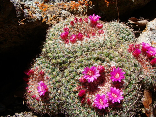 Image of Mammillaria standleyi by no rights reserved