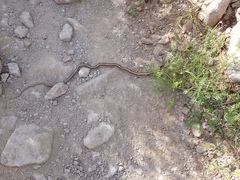 Salvadora hexalepis hexalepis