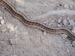 Salvadora hexalepis hexalepis