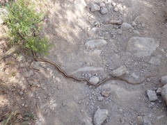 Salvadora hexalepis hexalepis