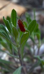 Dictyoptera simplicipes
