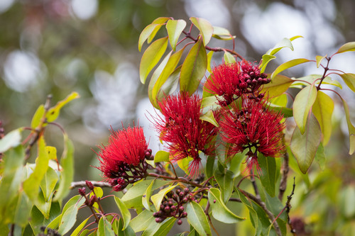 Metrosideros waialealae observed 2019-03-24