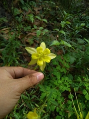Aquilegia longissima