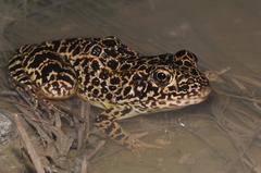 Lithobates areolatus
