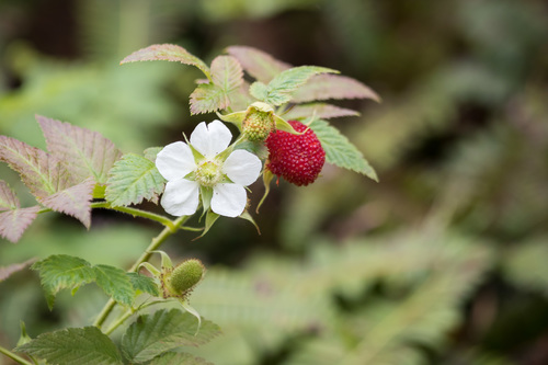 Rubus rosifolius observed 2019-03-24