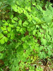 Aquilegia longissima