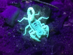 Smeringurus vachoni