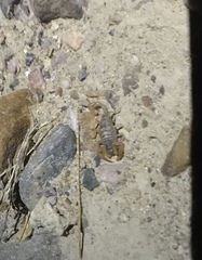 Smeringurus vachoni